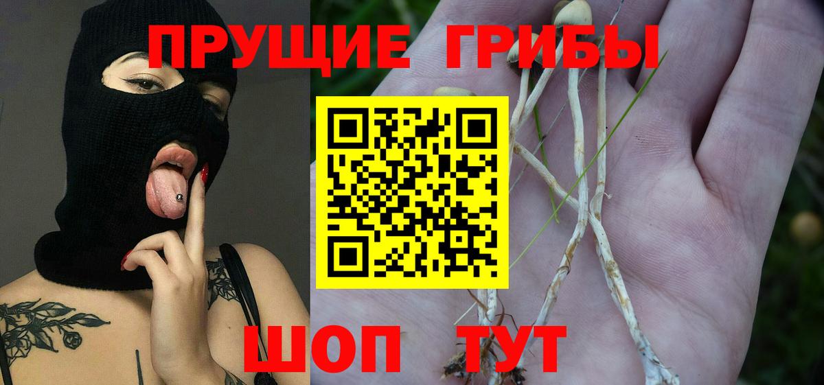 Галлюциногенные грибы Psilocybine cubensis Куйбышев